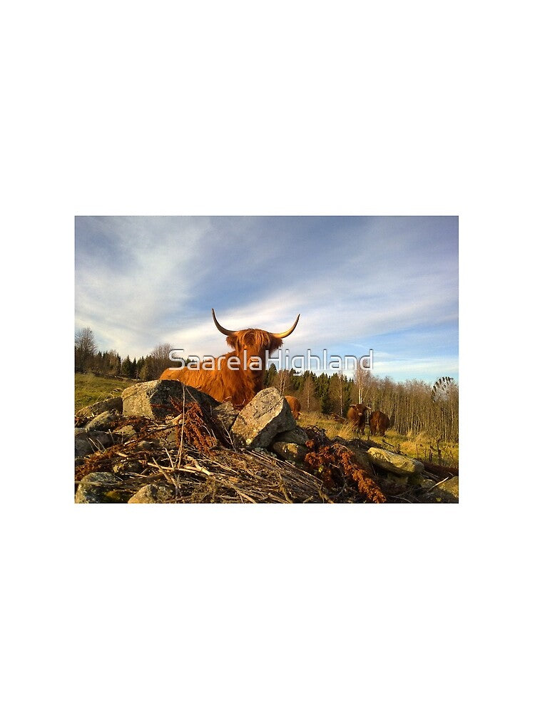 Scottish Highland Cattle Cows 1003 by SaarelaHighland