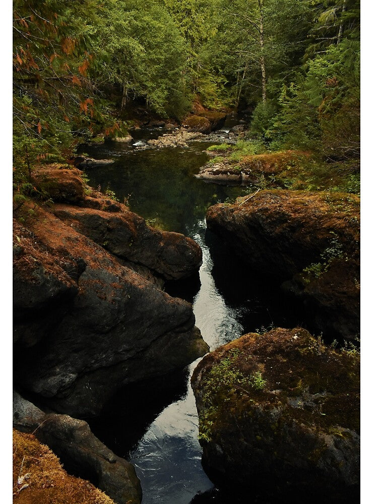 Olympic National Forest Calm Hidden Summer Stream by Dorples
