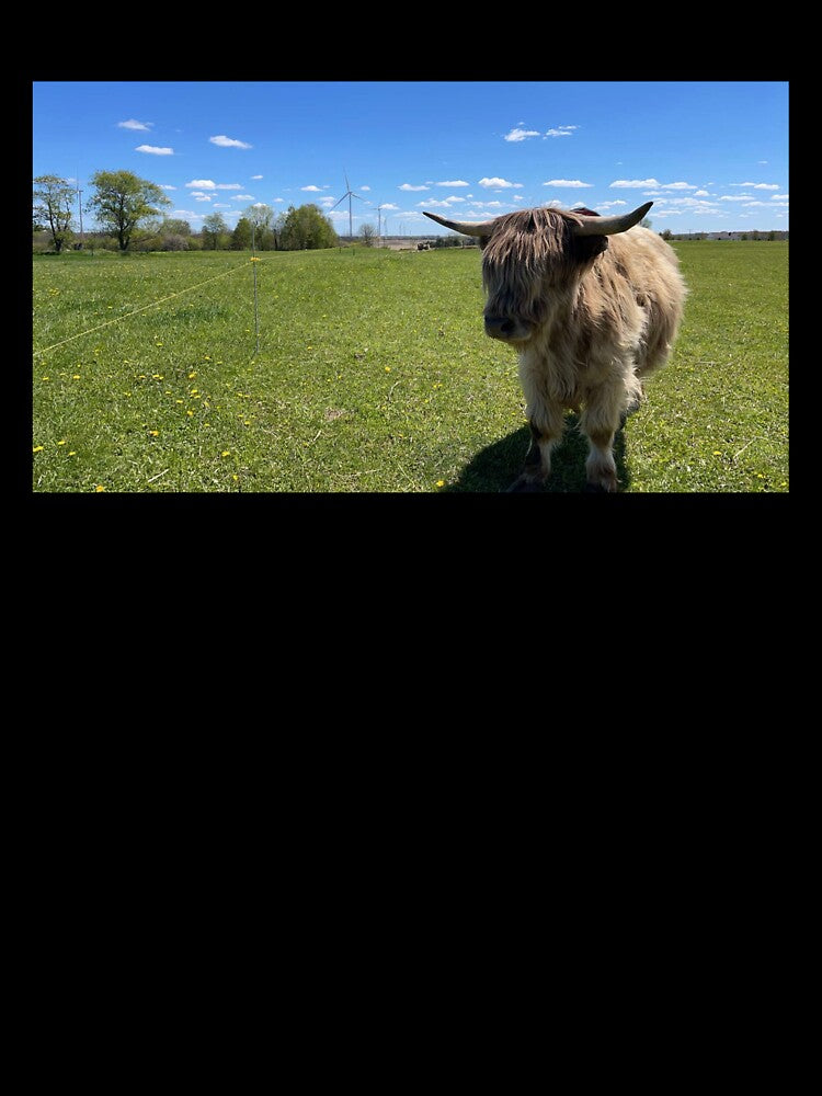 Fluffy Highland Cow Pasture | Scottish Cattle Photography by snapshotszach