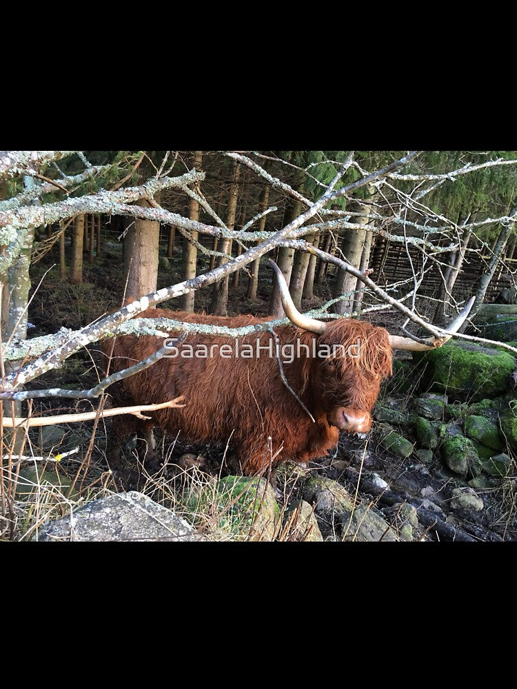 Scottish Highland Cattle Cow 1007 by SaarelaHighland