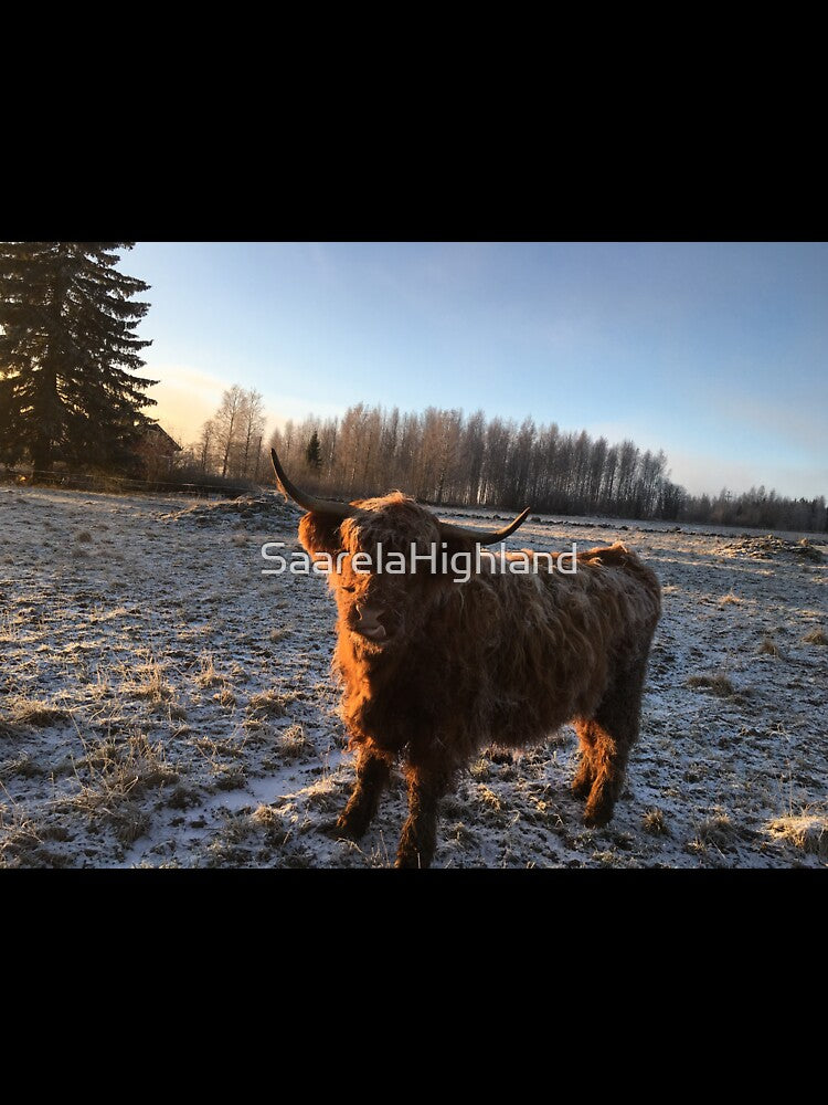 Scottish Highland Cattle Cow 1011 by SaarelaHighland
