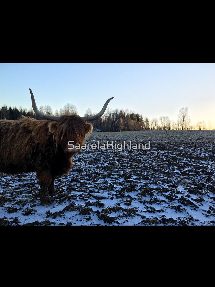 Scottish Highland Cattle Cow 1009 by SaarelaHighland