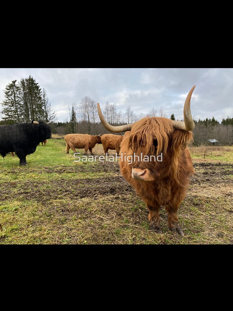 Scottish Highland Cattle Cow 3063 by SaarelaHighland