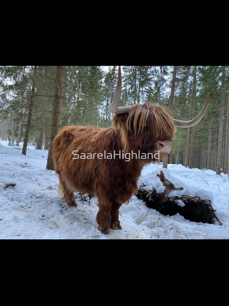 Scottish Highland Cattle Cow 3175 by SaarelaHighland