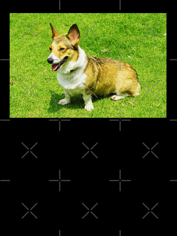 Cute Corgi Photo by TheAnimalZ00