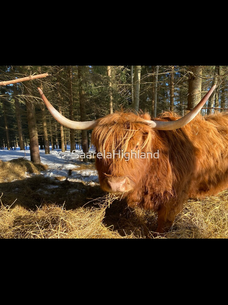 Scottish Highland Cattle Cow 3238 by SaarelaHighland