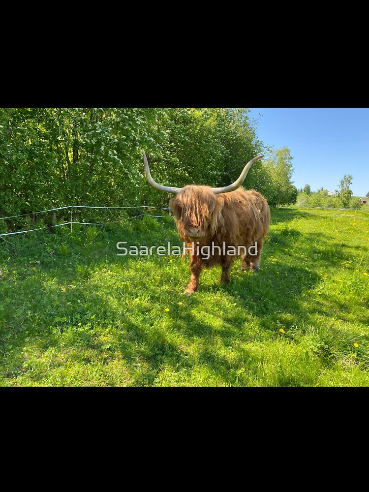 Scottish Highland Cattle Cow with big horns 2871 by SaarelaHighland