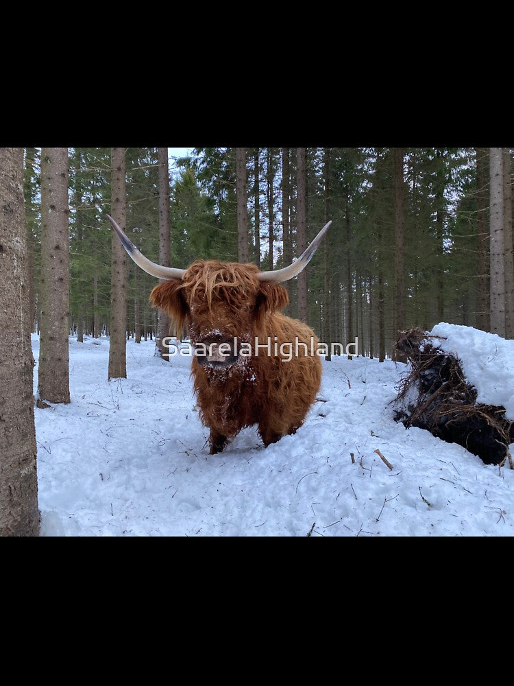 Scottish Highland Cattle Cow 3177 by SaarelaHighland