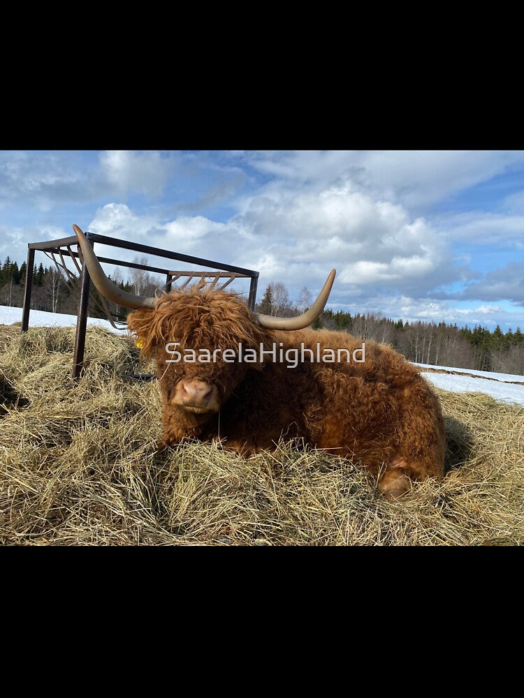Scottish Highland Cattle Cow 3285 by SaarelaHighland