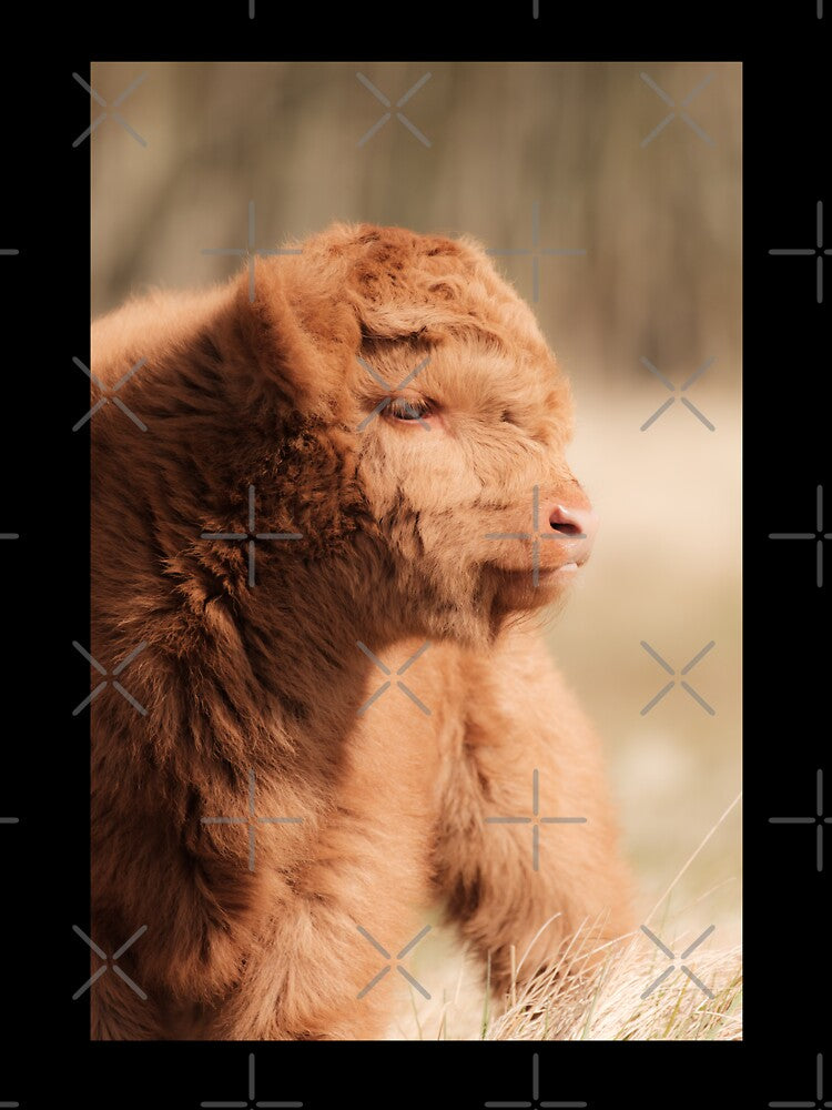 Fluffy Scottish Highland Calf by Melissa Peltenburg