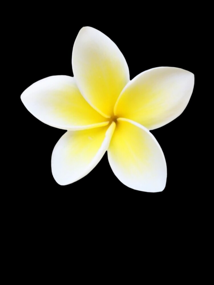 Plumeria flower by Pixiedrop