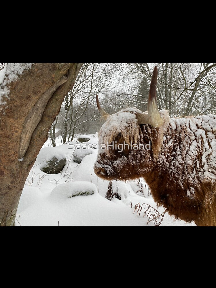 Scottish Highland Cattle Cow in snow 3094 by SaarelaHighland