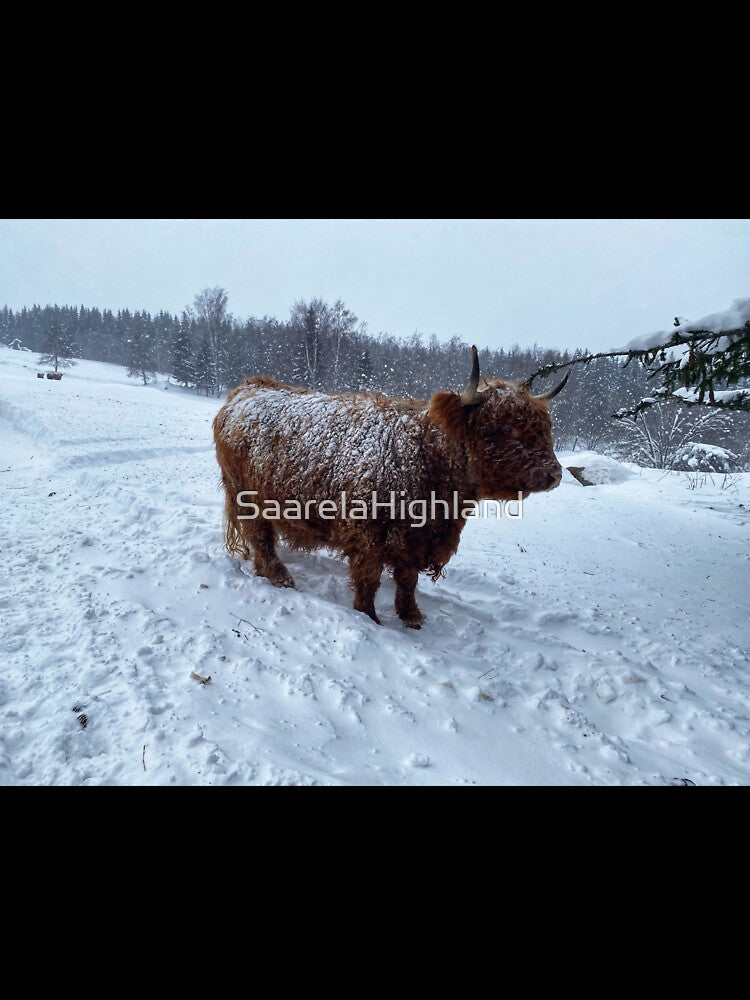 Scottish Highland Cattle Cow in snow 2739 by SaarelaHighland