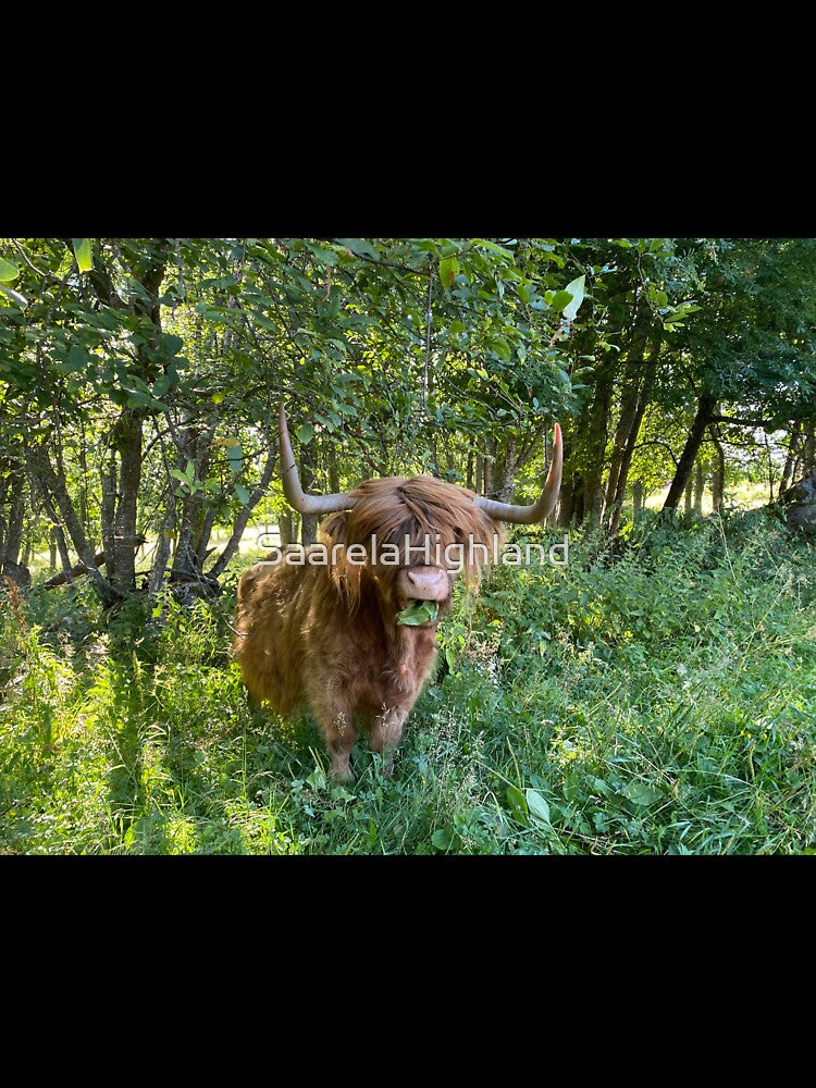 Scottish Highland Cattle Cow 2916 by SaarelaHighland