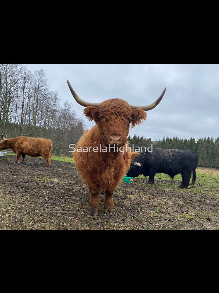 Scottish Highland Cattle Cow 3078 by SaarelaHighland