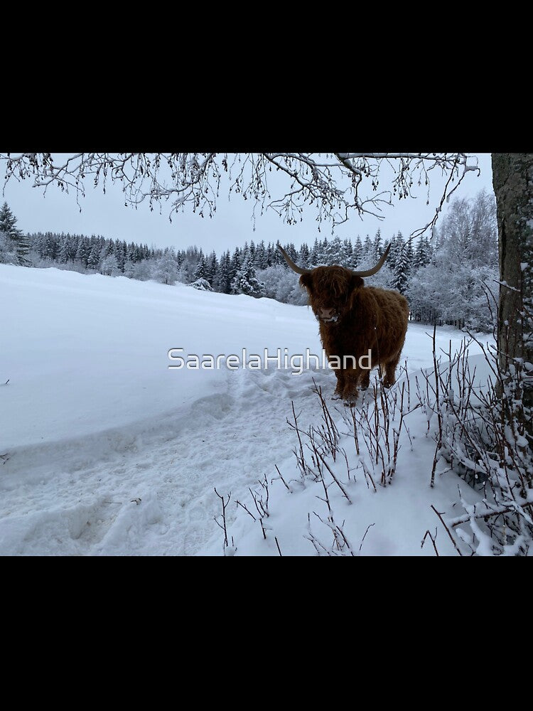 Scottish Highland Cattle Cow 3186 by SaarelaHighland