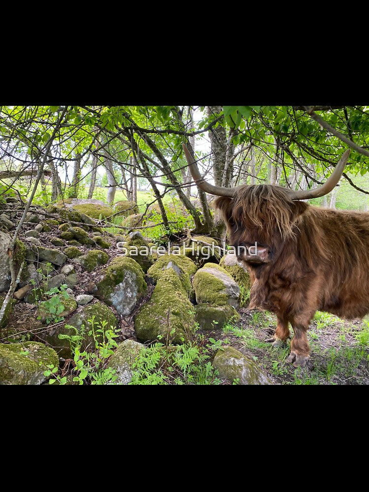 Scottish Highland Cattle Cow 3351 by SaarelaHighland