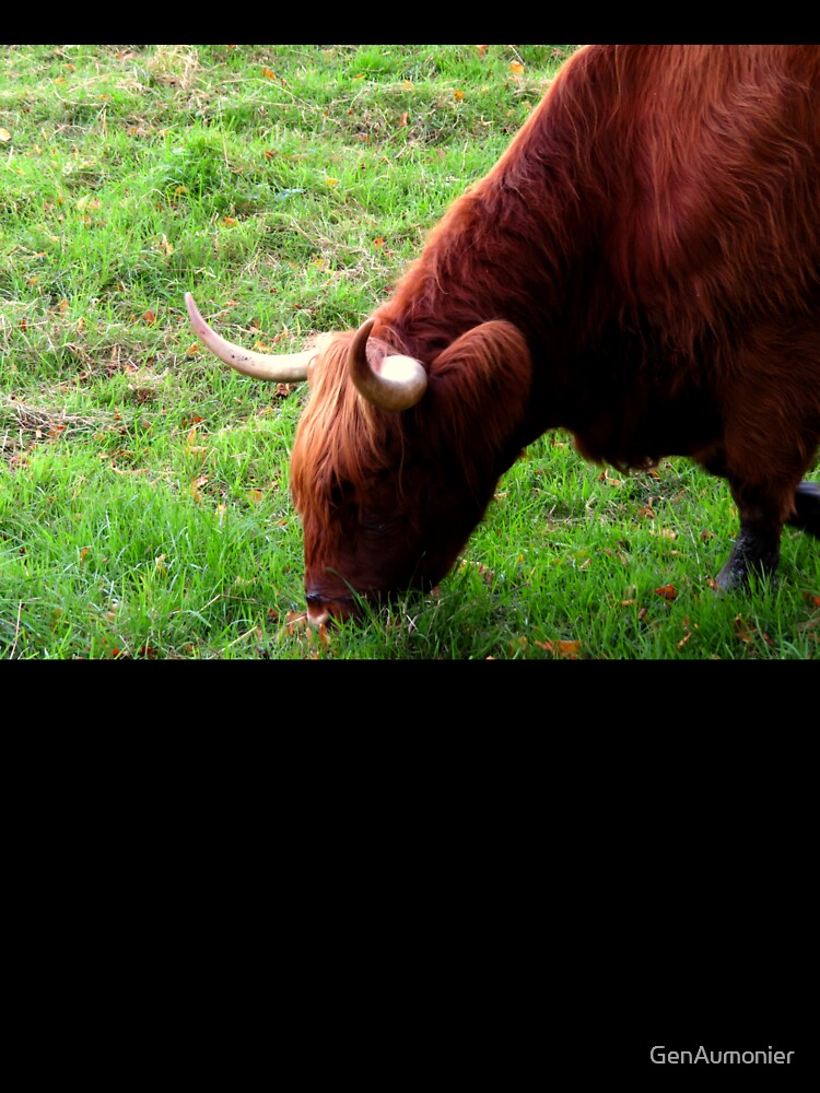 Grazing Highland Coo - Photograph by GenAumonier
