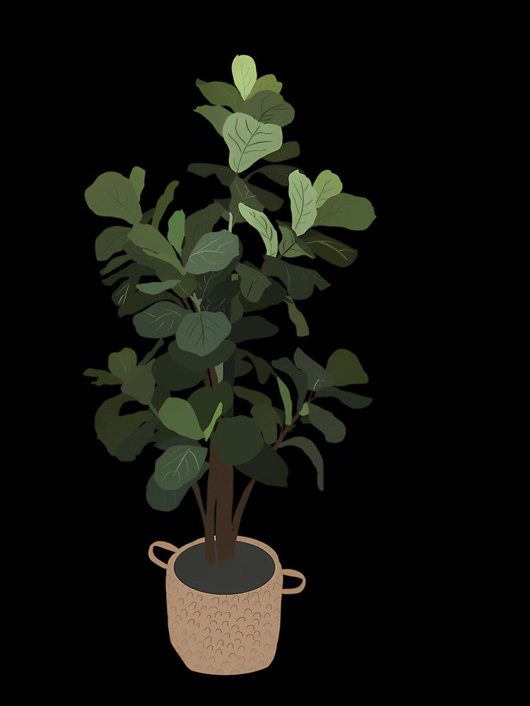 Fiddle Leaf Fig Plant Illustration by crcdhmdefr20