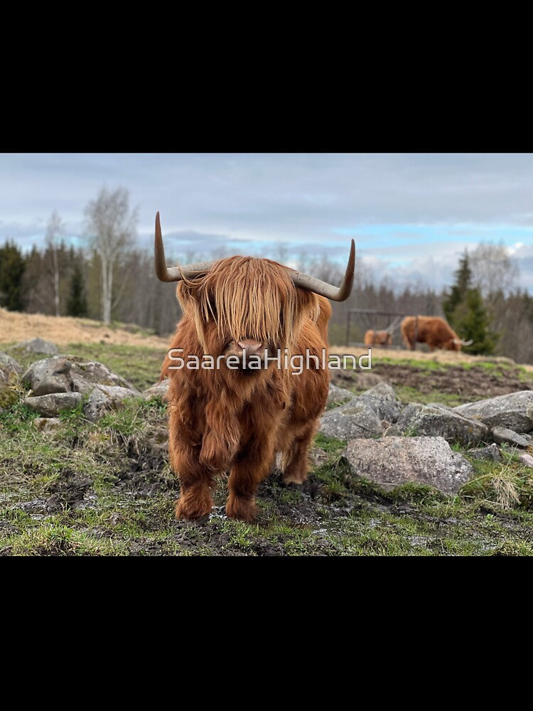 Scottish Highland Cattle Cow 3334 by SaarelaHighland