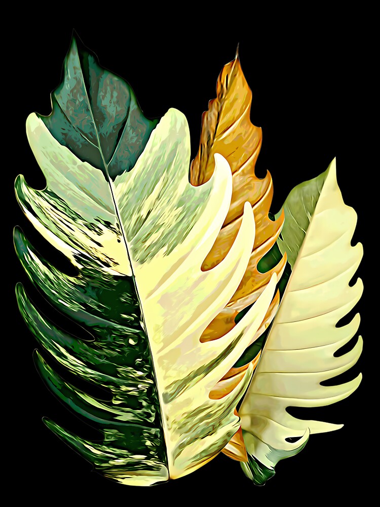 Philodendron Caramel Marble by afypgzcstc8