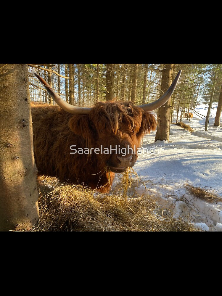 Scottish Highland Cattle Cow 3240 by SaarelaHighland