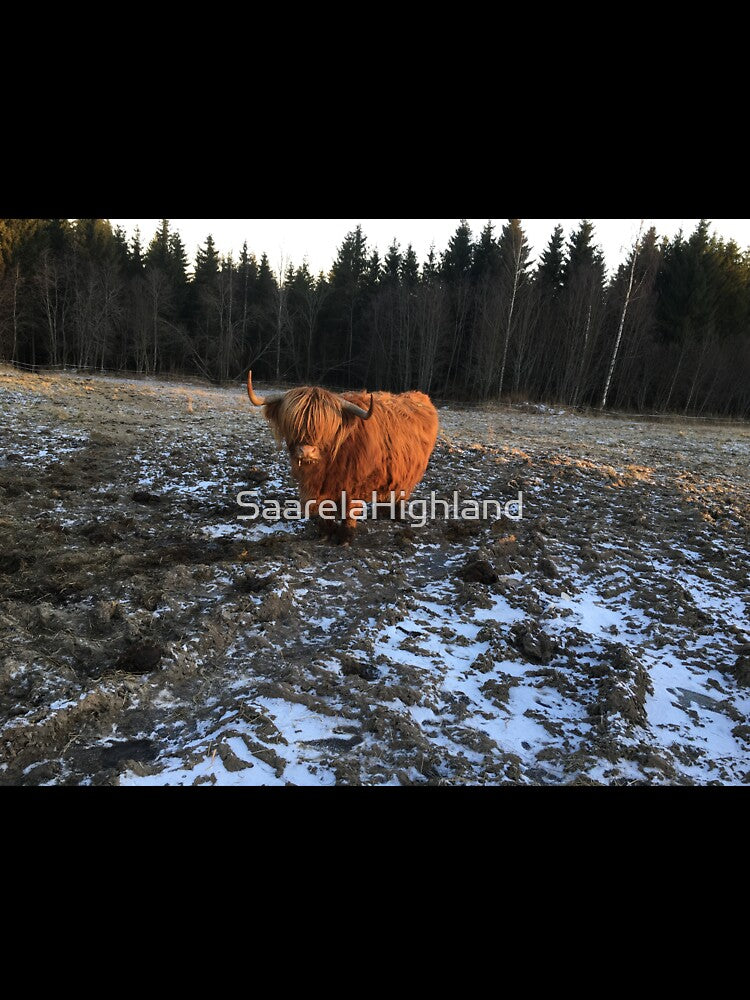 Scottish Highland Cattle Cow 1015 by SaarelaHighland