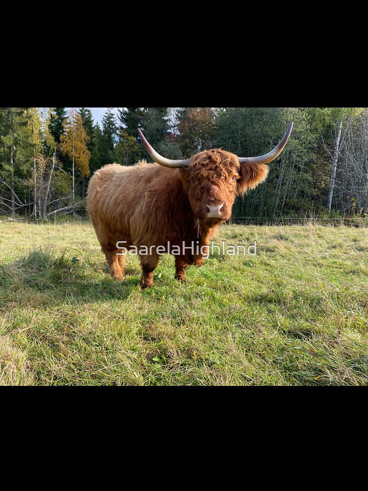 Scottish Highland Cattle Cow 2998 by SaarelaHighland