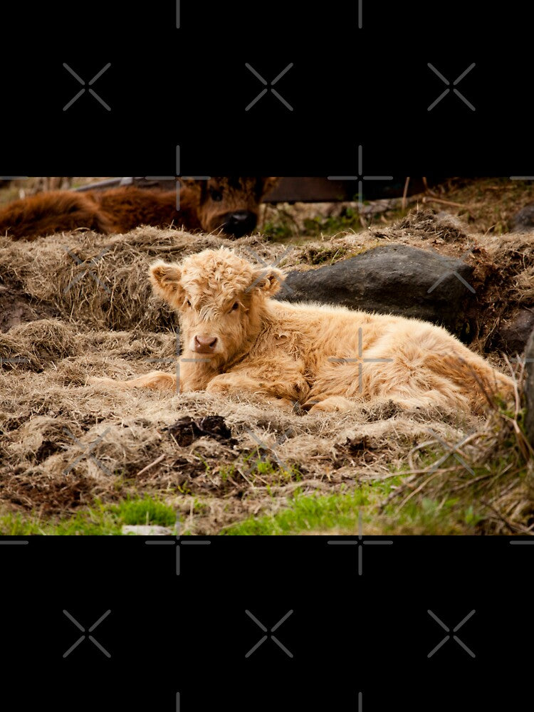 Highland Calf by LizzieMaher