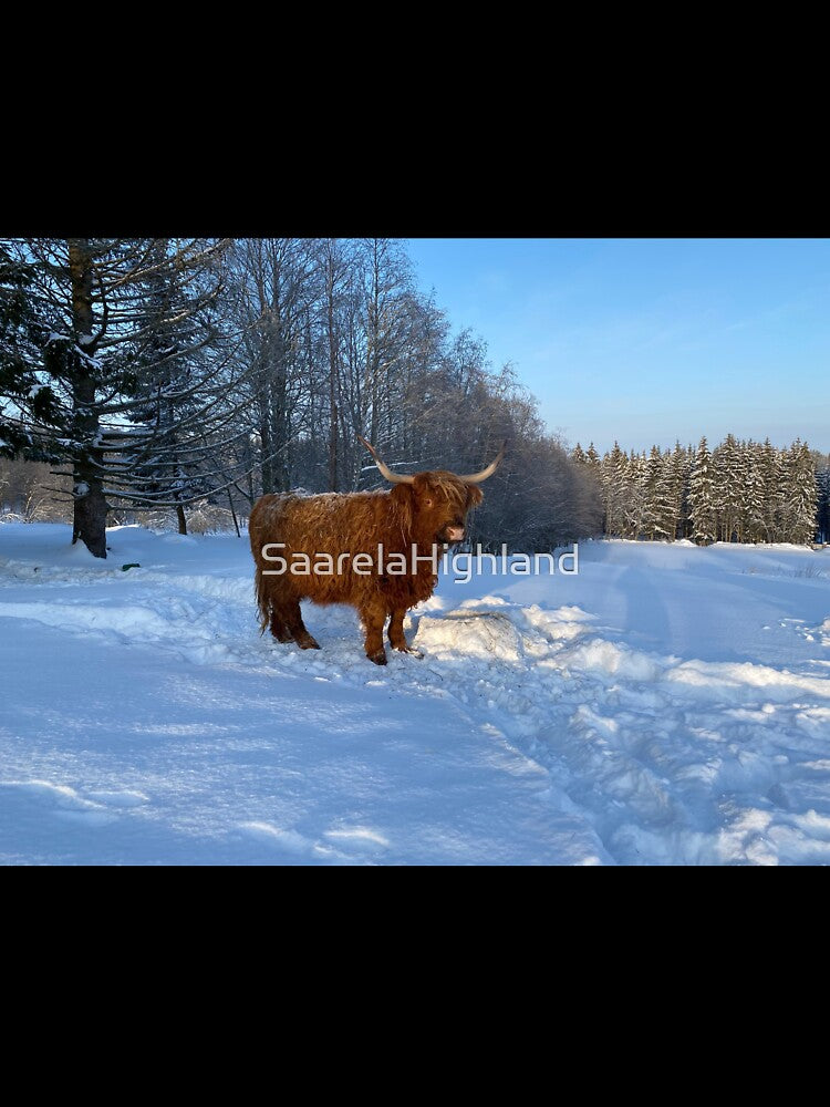 Scottish Highland Cattle Cow 3200 by SaarelaHighland