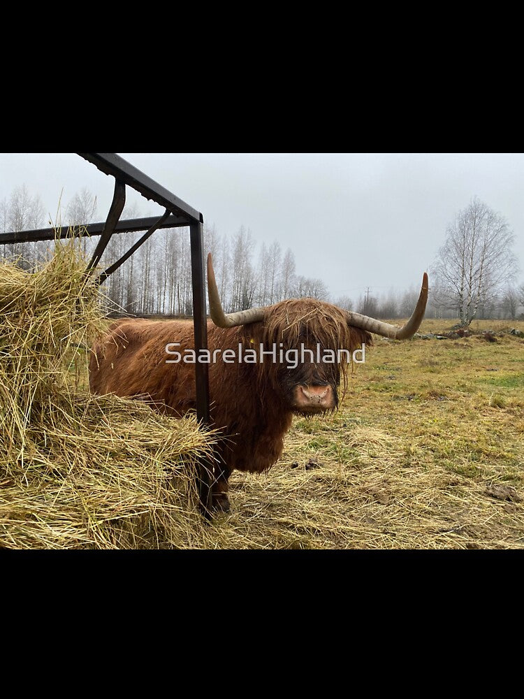 Scottish Highland Cattle Cow 3060 by SaarelaHighland
