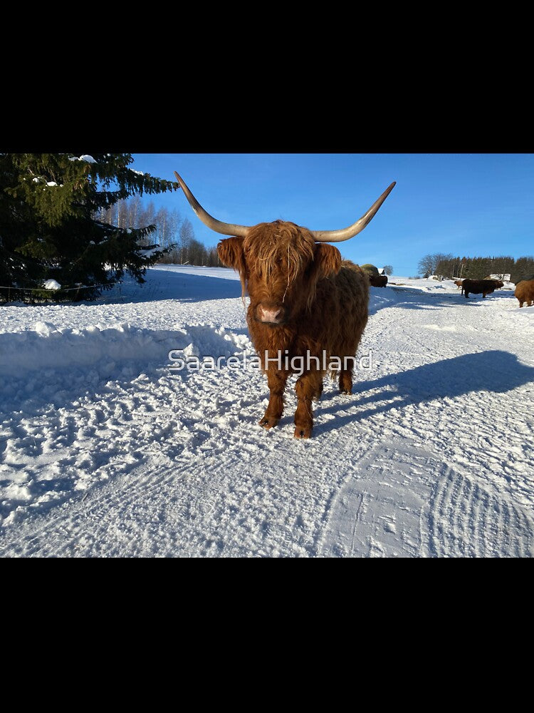 Scottish Highland Cattle Cow 3230 by SaarelaHighland