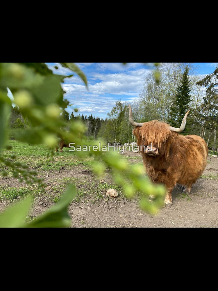 Scottish Highland Cattle Cow 3349 by SaarelaHighland