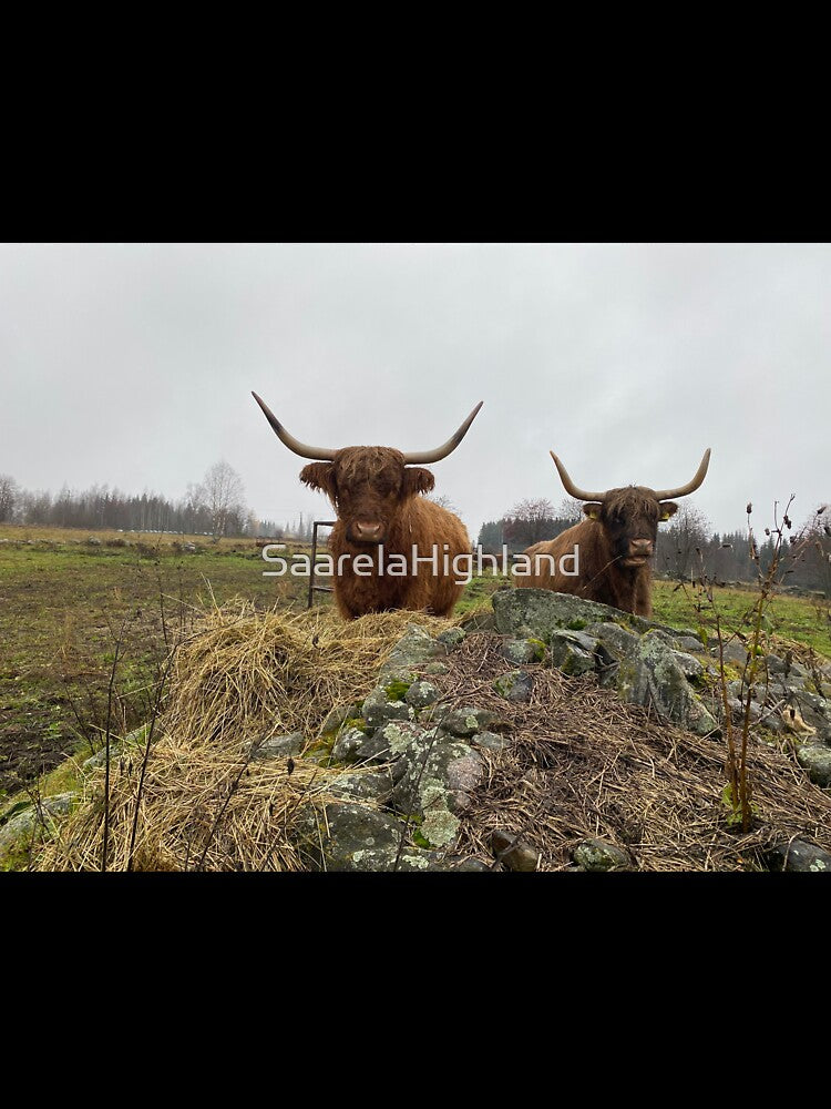 Scottish Highland Cattle Cows 3047 by SaarelaHighland