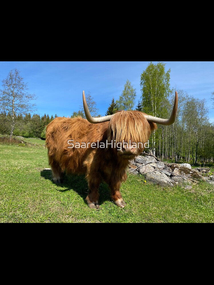 Scottish Highland Cattle Cow 3350 by SaarelaHighland