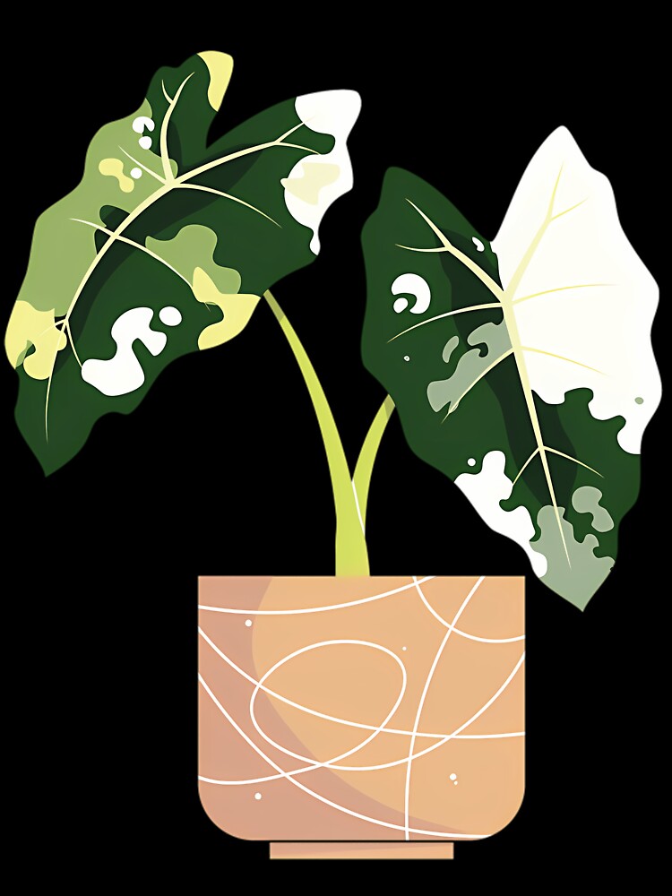 Variegated Alocasia Frydek by afypgzcstc8