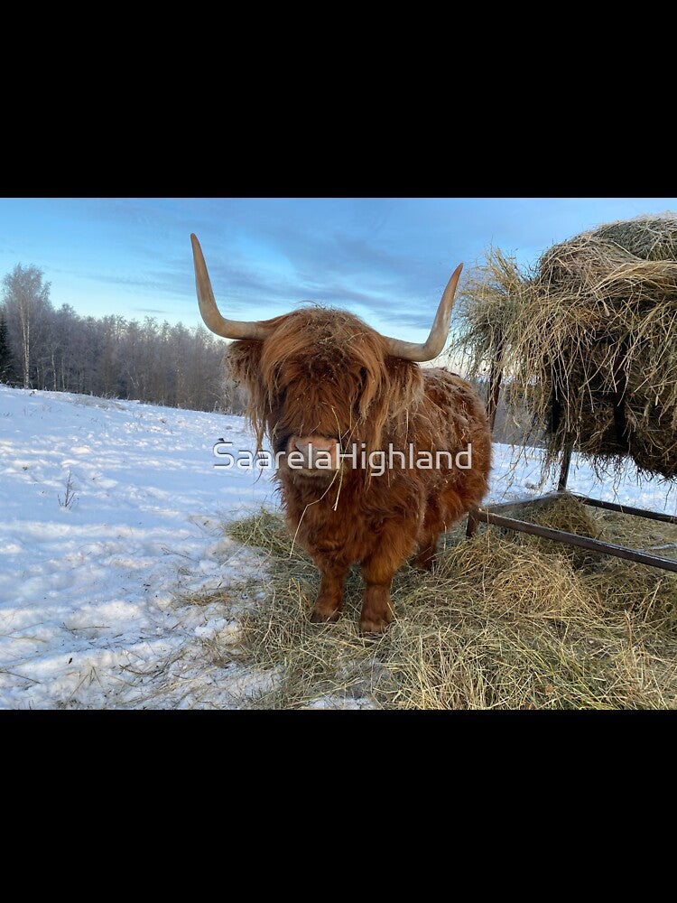 Scottish Highland Cattle Cow 3097 by SaarelaHighland