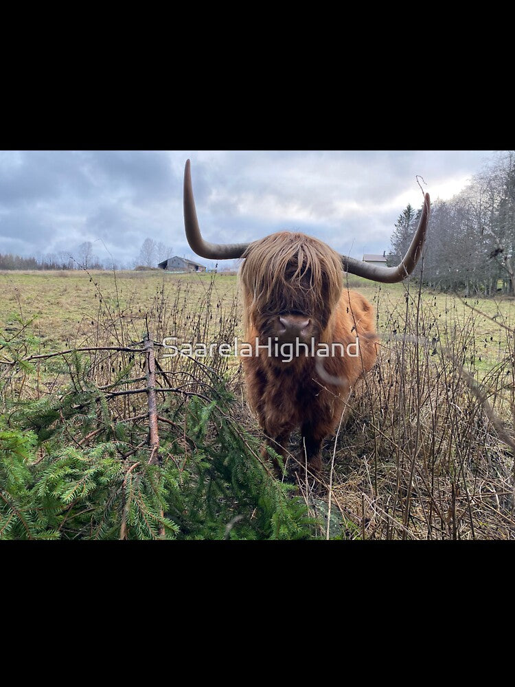 Scottish Highland Cattle Cow 3072 by SaarelaHighland