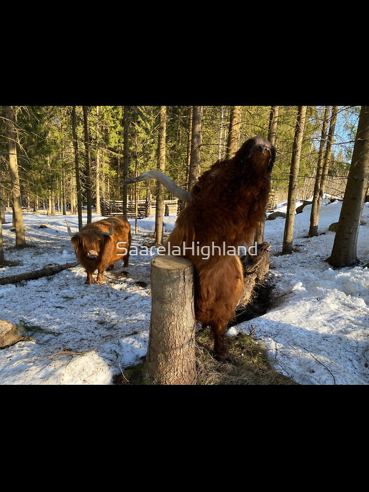Scottish Highland Cattle Cows 3260 by SaarelaHighland