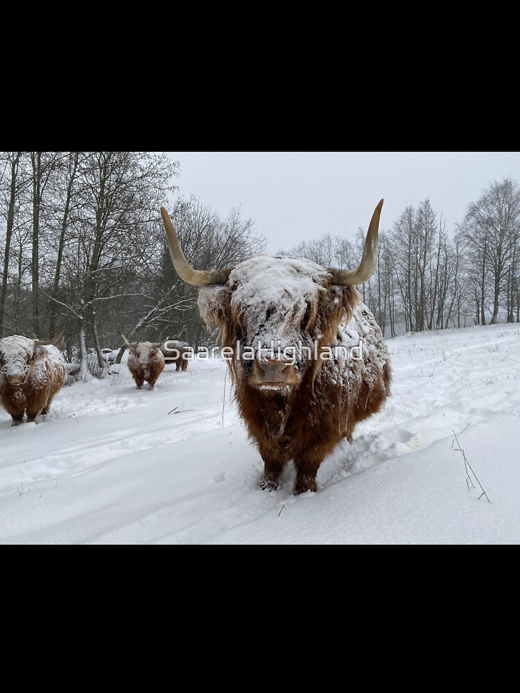 Scottish Highland Cattle Cow in snow 3091 by SaarelaHighland