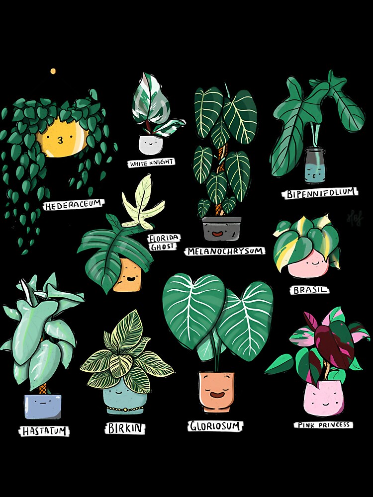 Philodendron Family Plants by lqycnvzxyg3