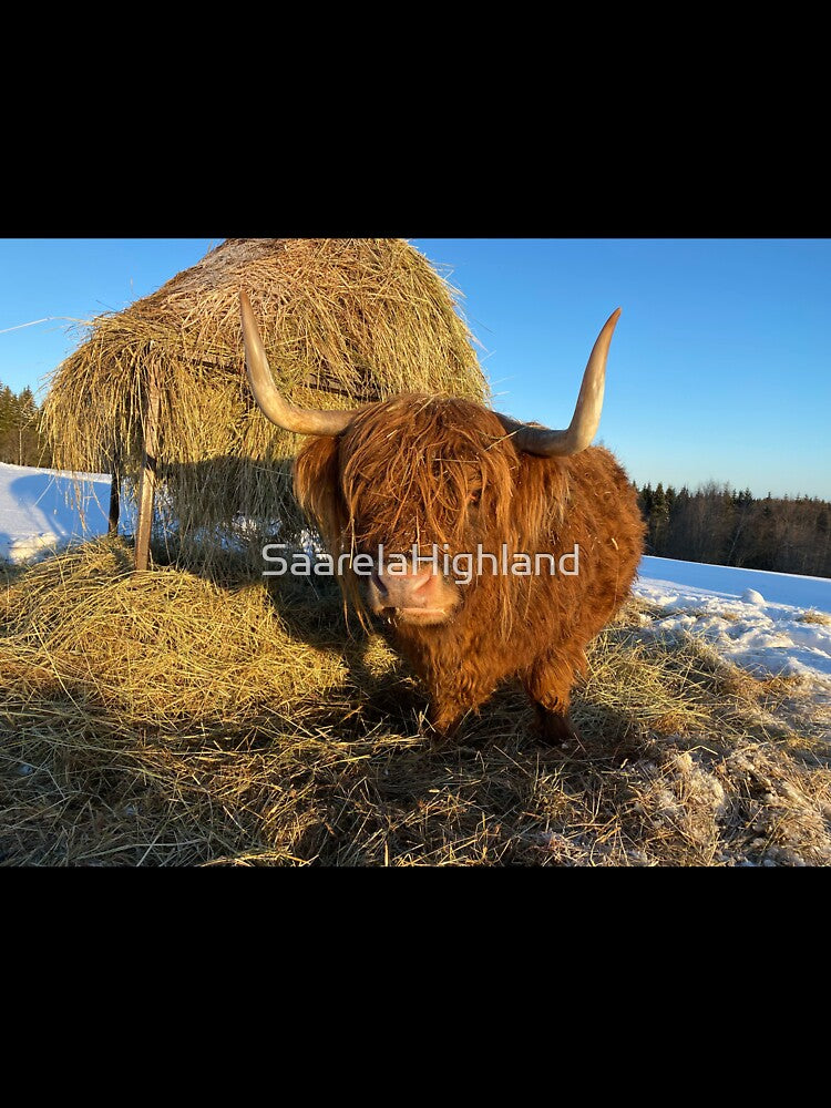 Scottish Highland Cattle Cow 3194 by SaarelaHighland