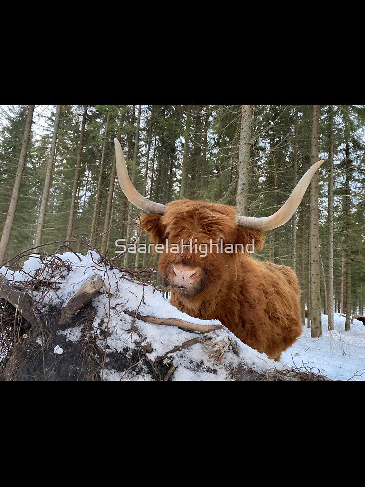 Scottish Highland Cattle Cow 3173 by SaarelaHighland
