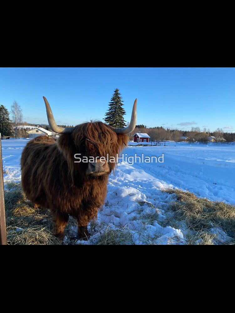 Scottish Highland Cattle Cow 3228 by SaarelaHighland