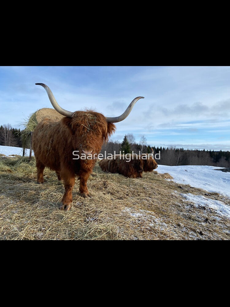 Scottish Highland Cattle Cow 3278 by SaarelaHighland