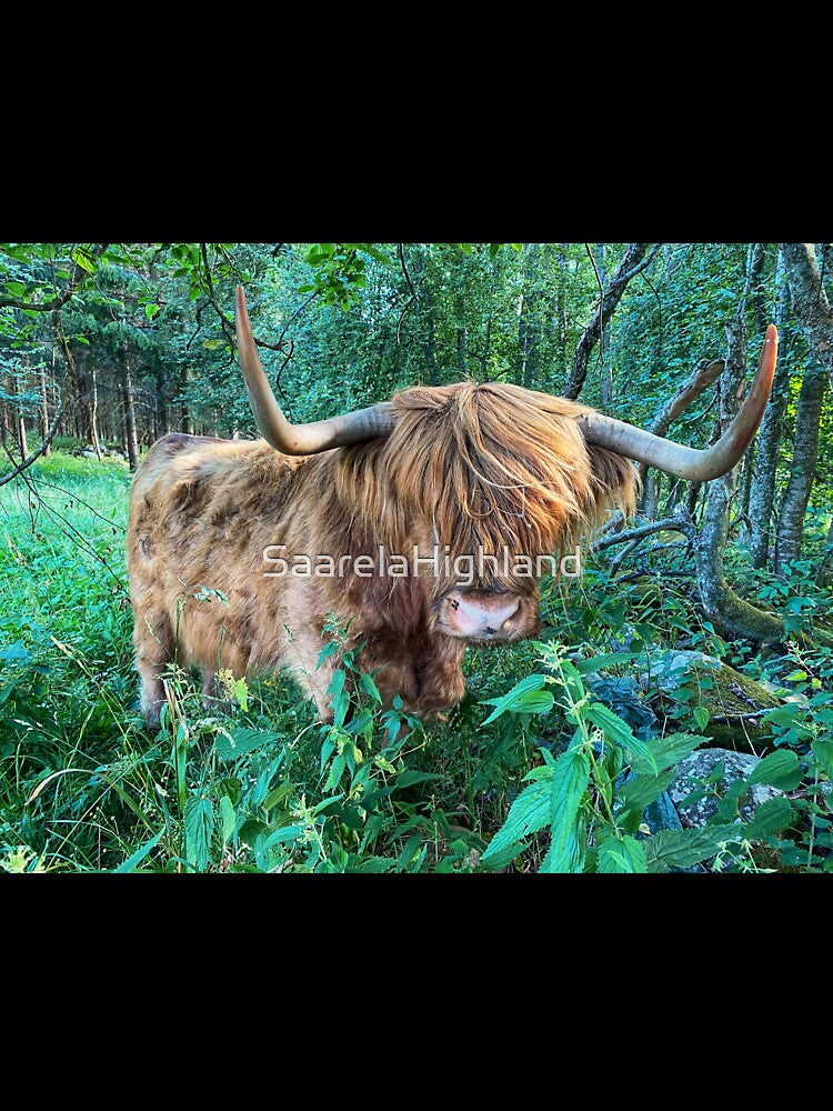 Scottish Highland Cattle Cow with big horns 2914 by SaarelaHighland