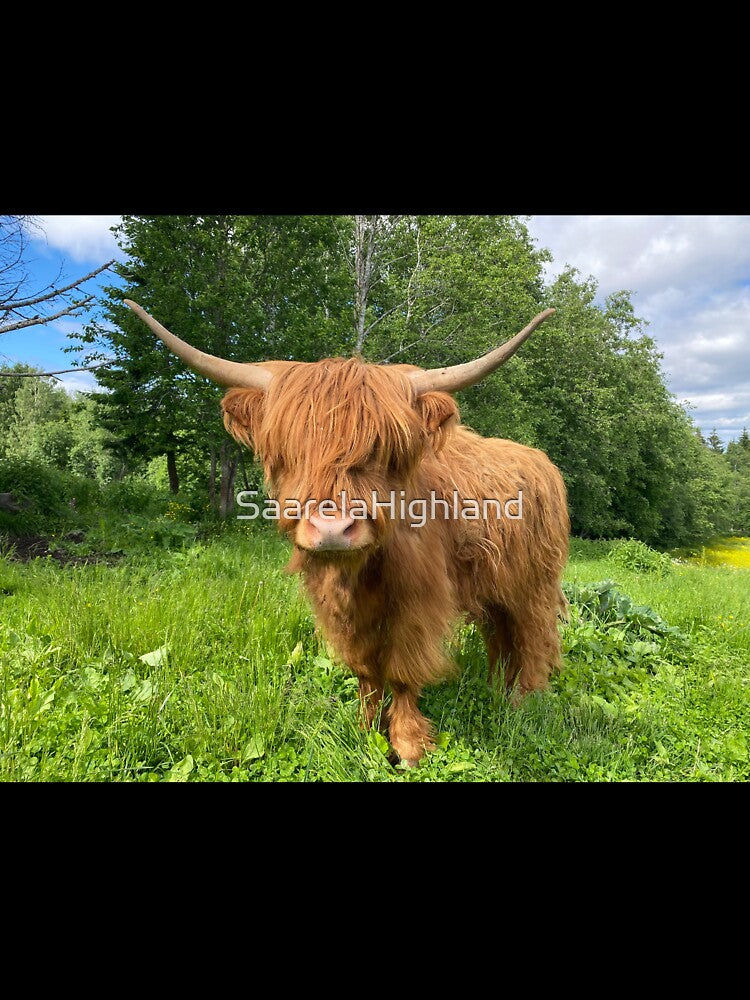 Scottish Highland Cattle Cow 3369 by SaarelaHighland