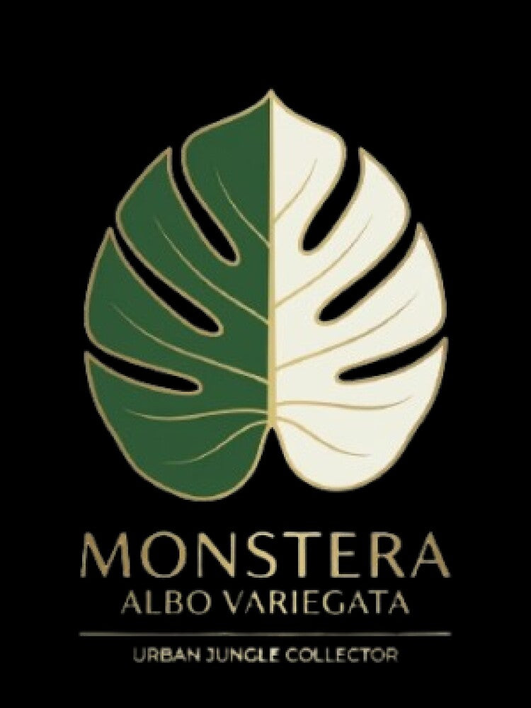 Monstera Albo Variegata - Urban Jungle Collector Gold Edition by Barkashow
