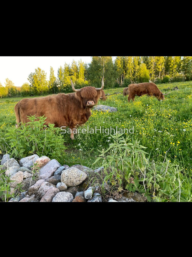 Scottish Highland Cattle Cow 2873 by SaarelaHighland