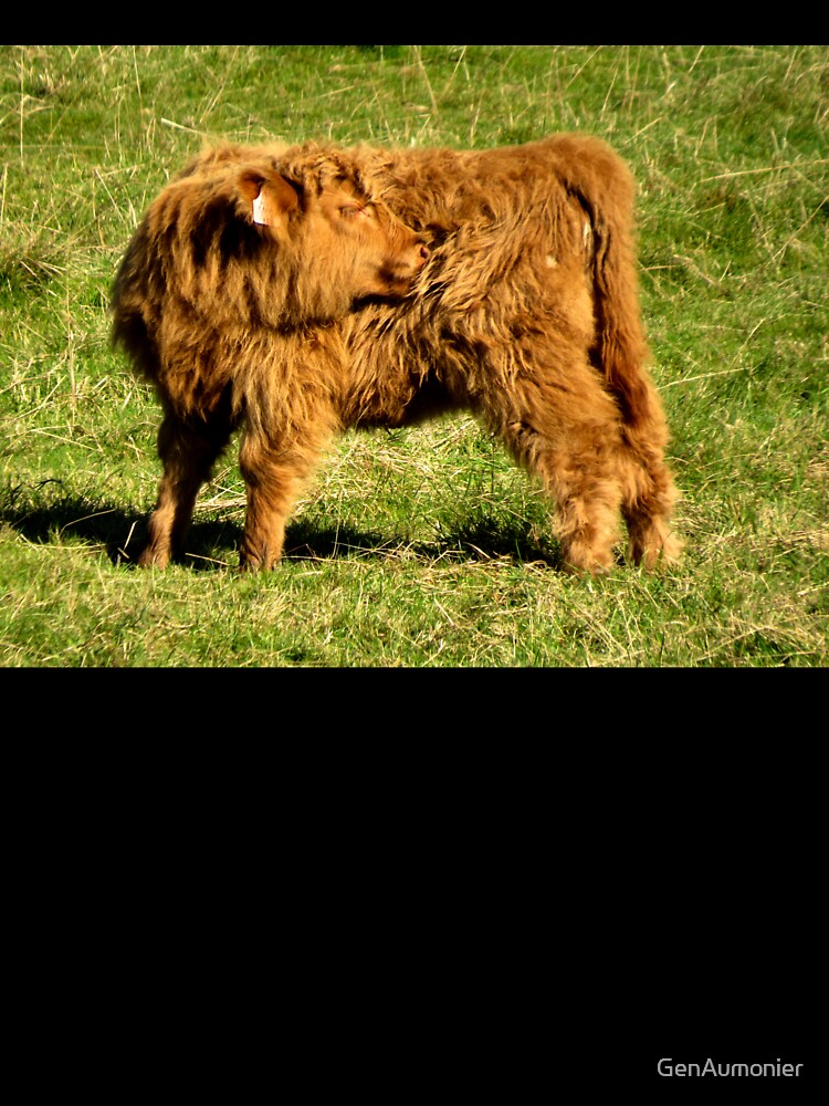 Little Highland Calf II - Photograph by GenAumonier